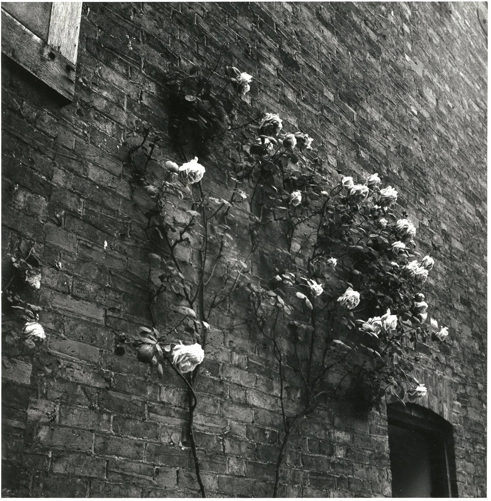 White Roses on Brick Wall