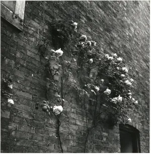 White Roses on Brick Wall